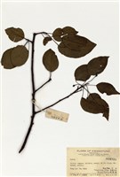 藏品(梨屬)的圖片